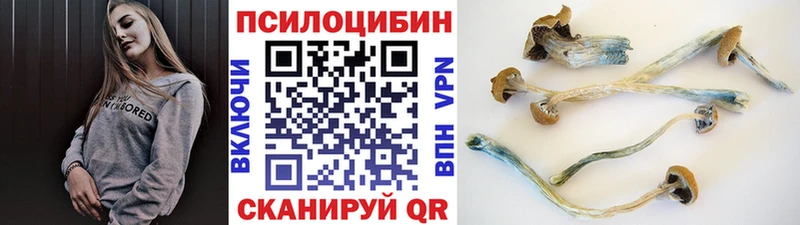 наркотики  даркнет как зайти  Псилоцибиновые грибы Psilocybe  Курган 